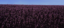 flower field